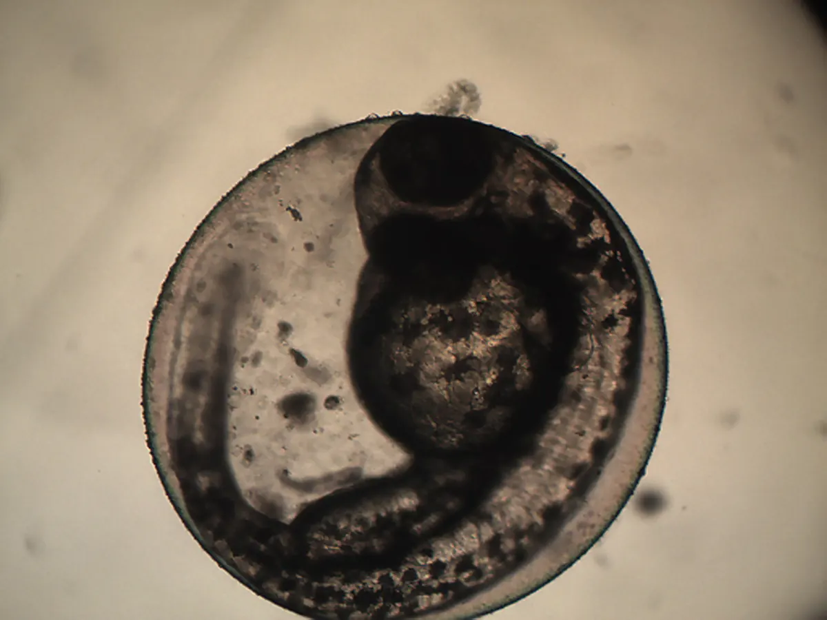 A developing zebrafish curled around its yolk inside a translucent egg.